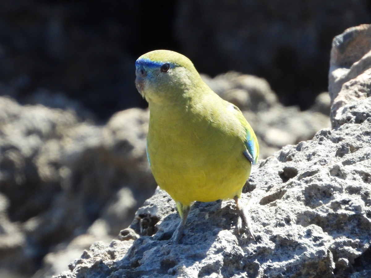 Rock Parrot - ML425050661