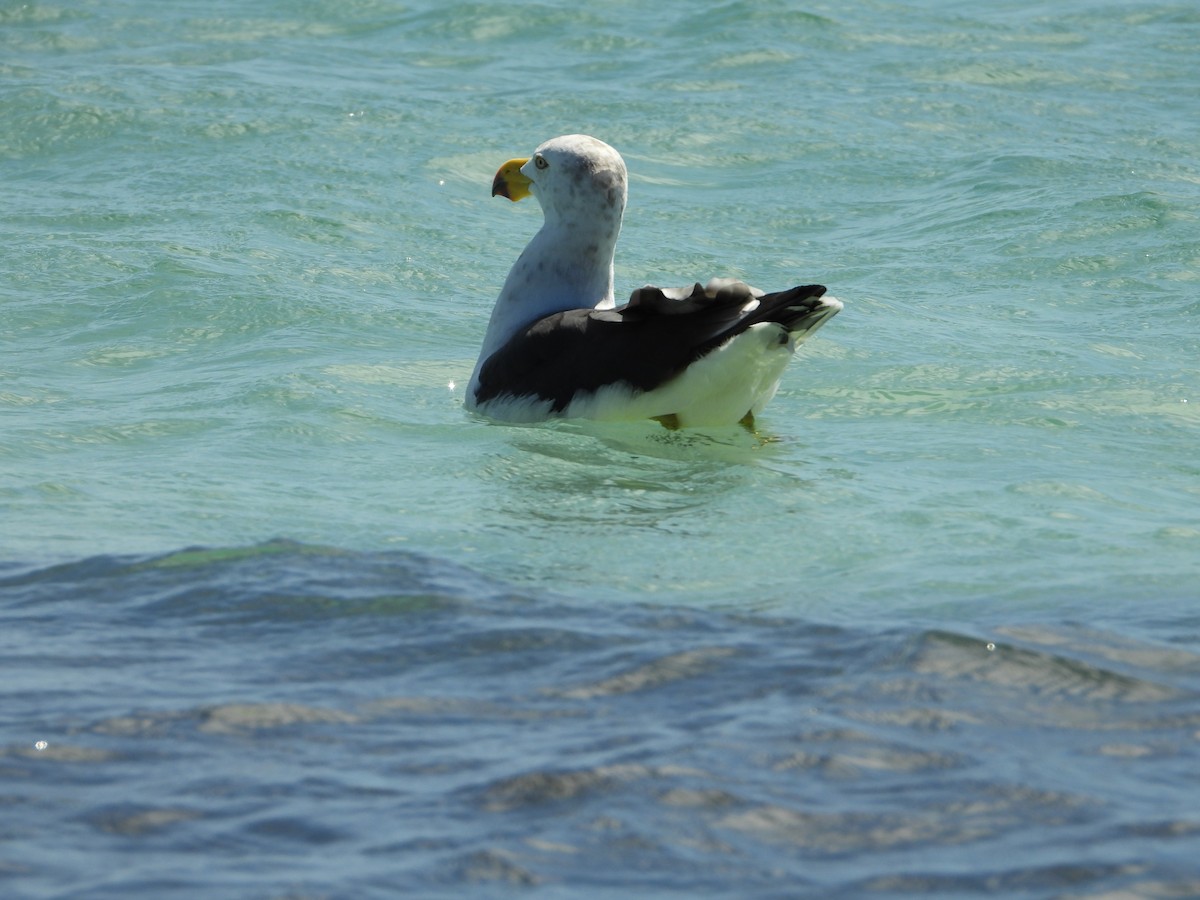 Pacific Gull - ML425050891