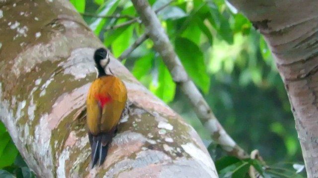 Common Flameback - ML425051591