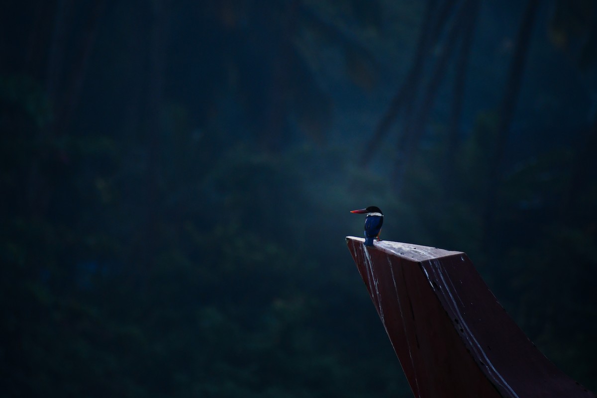 Black-capped Kingfisher - ML425051721