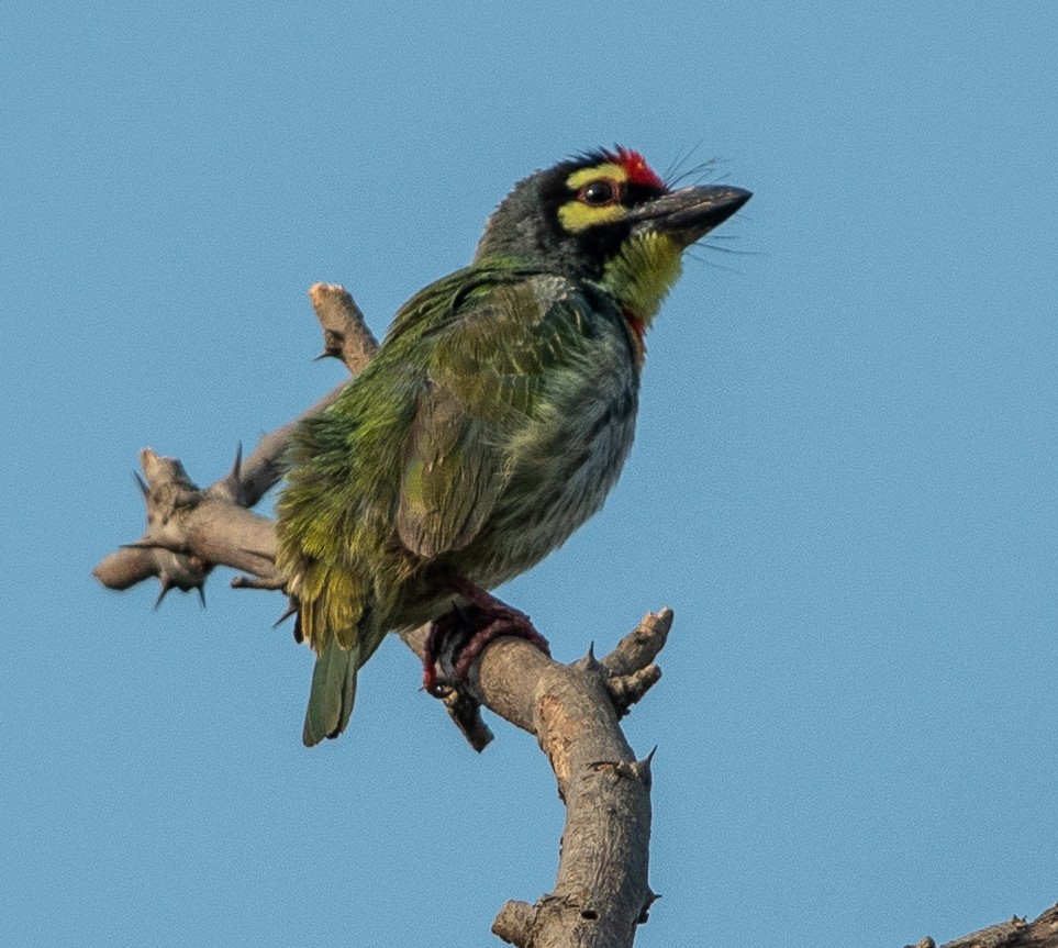 Coppersmith Barbet - ML425052241