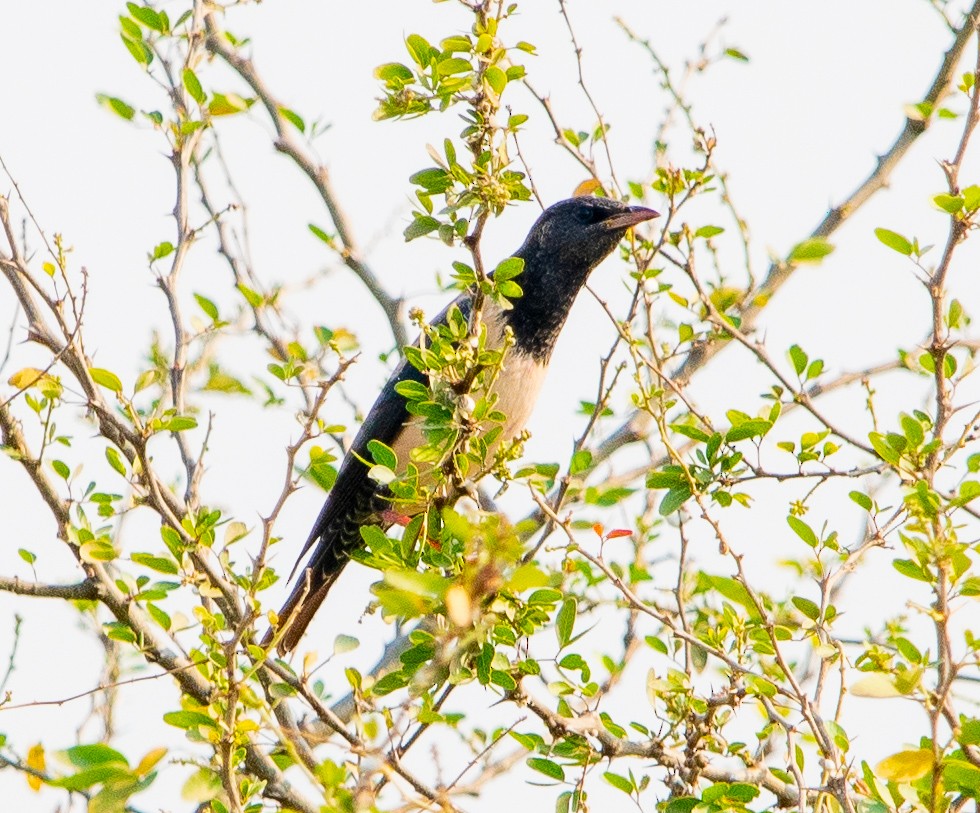 Rosy Starling - ML425052281