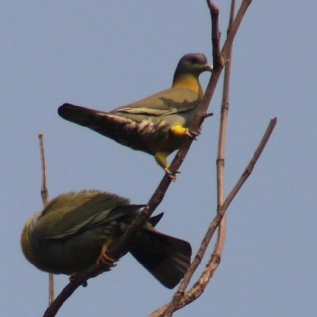 Yellow-footed Green-Pigeon - ML425052371