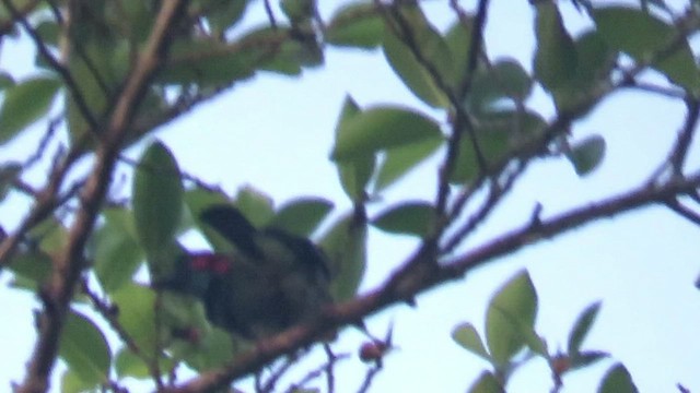 Black-eared Barbet - ML425052931