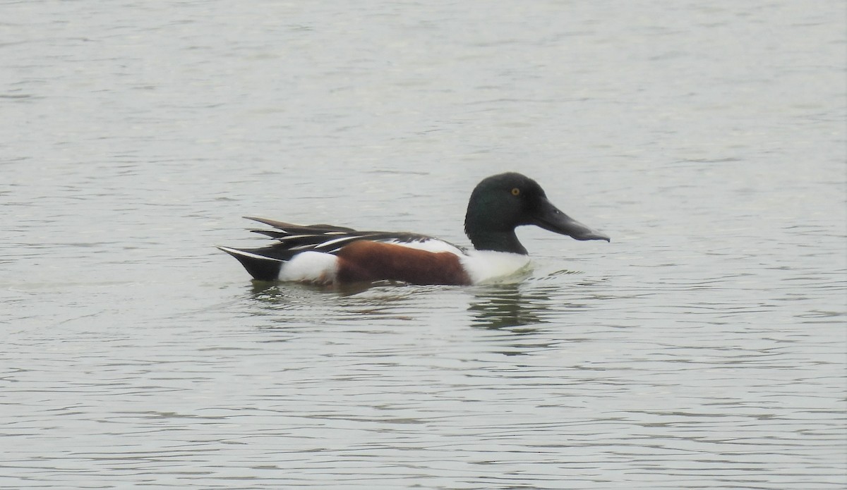 Northern Shoveler - ML425053111