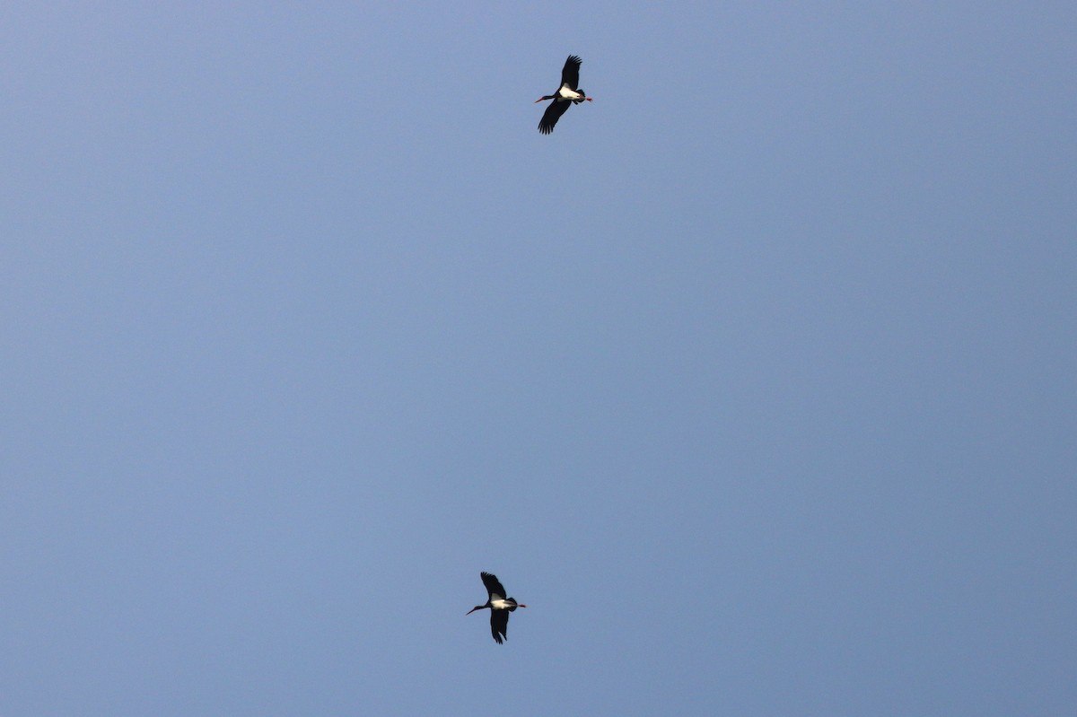 Black Stork - ML425054461