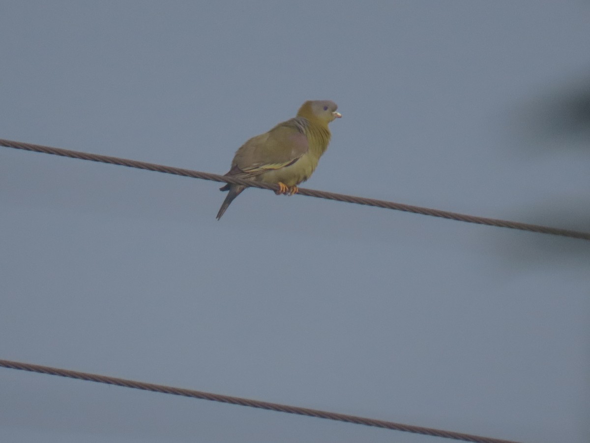 Yellow-footed Green-Pigeon - Aditya Satish