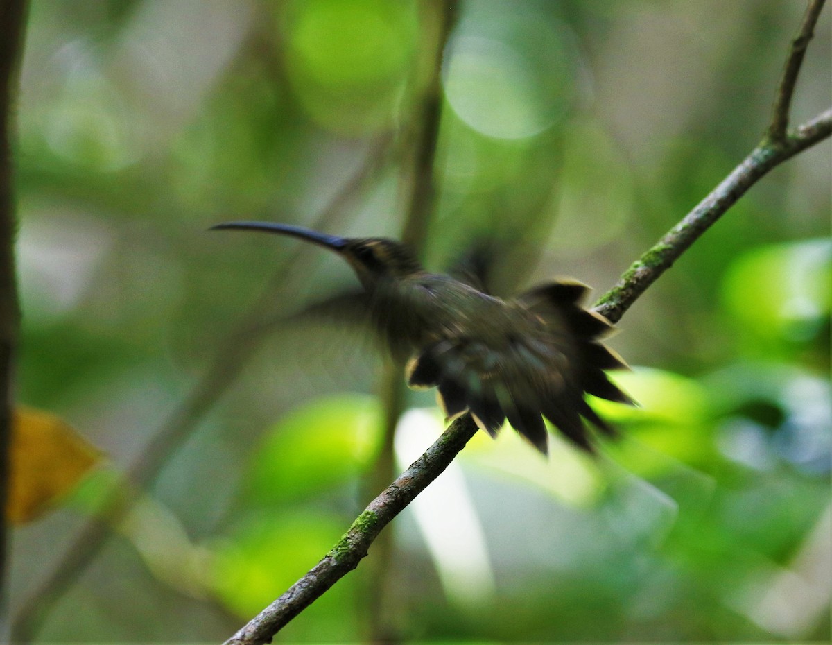 Great-billed Hermit (Margaretta's) - ML425054711