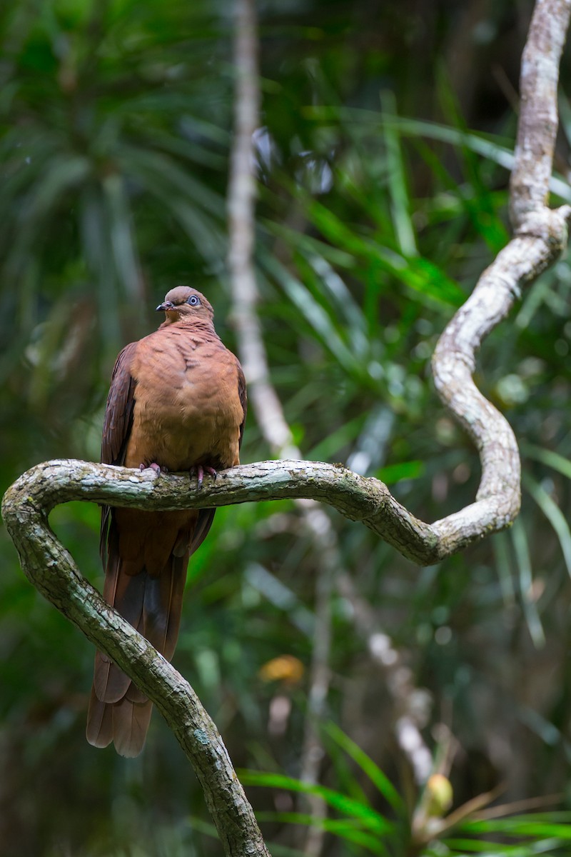 Brown Cuckoo-Dove - ML42505511