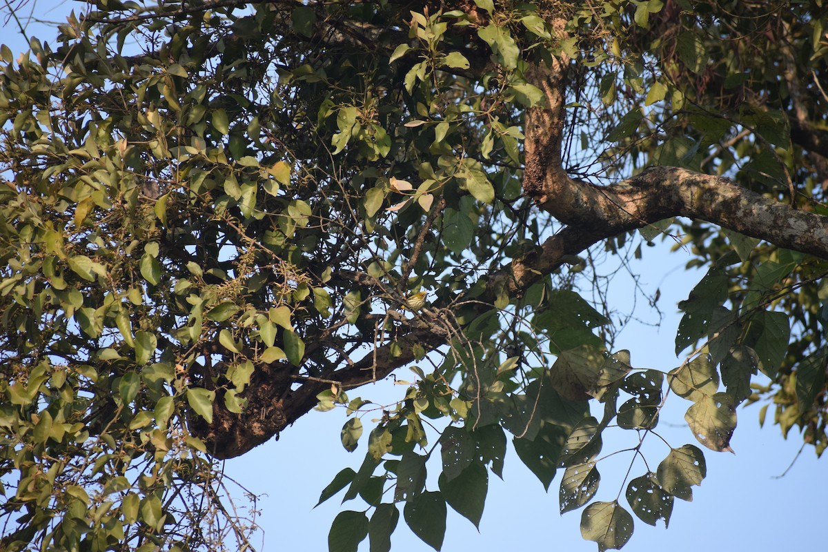 Yellow-vented Flowerpecker - ML425055971