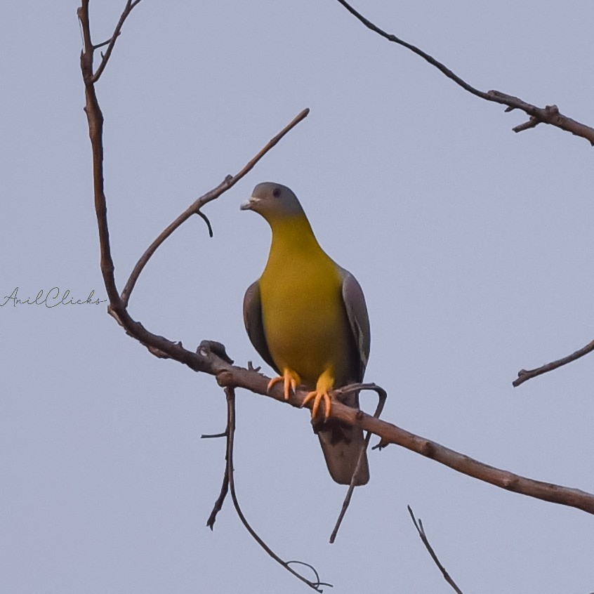 Yellow-footed Green-Pigeon - ML425056171