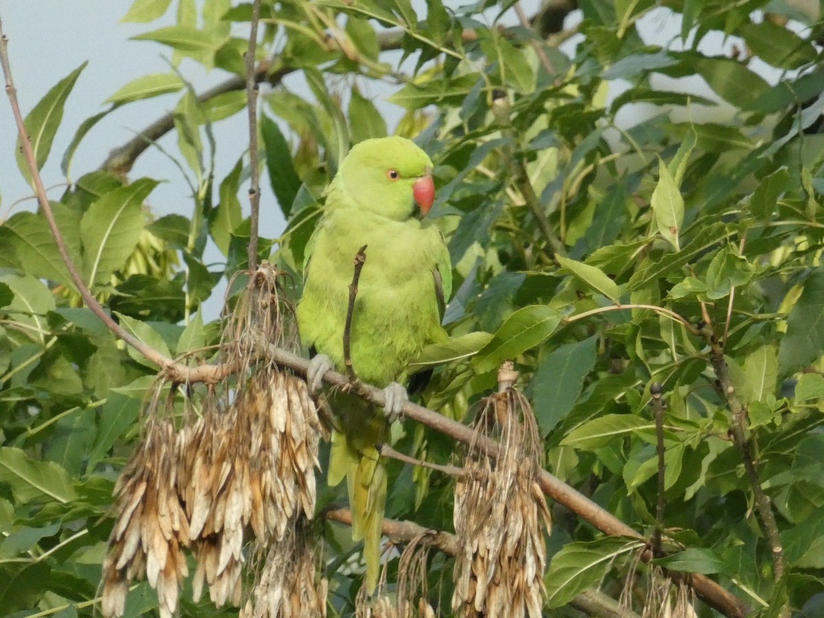 Rose-ringed Parakeet - ML425056611