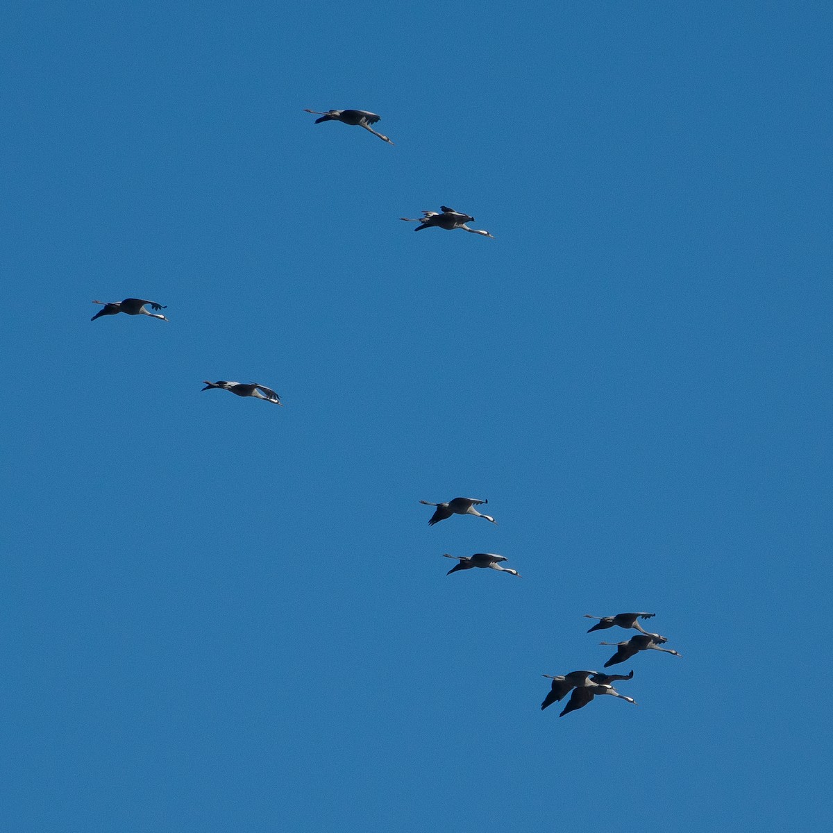 Common Crane - ML425056851