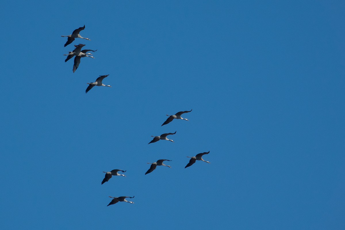 Common Crane - ML425056861