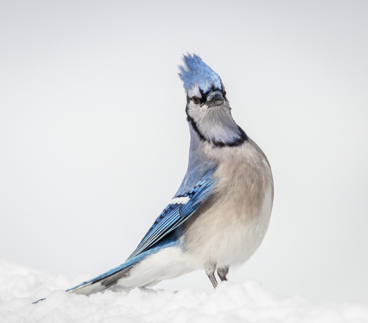 Blue Jay - ML425057941