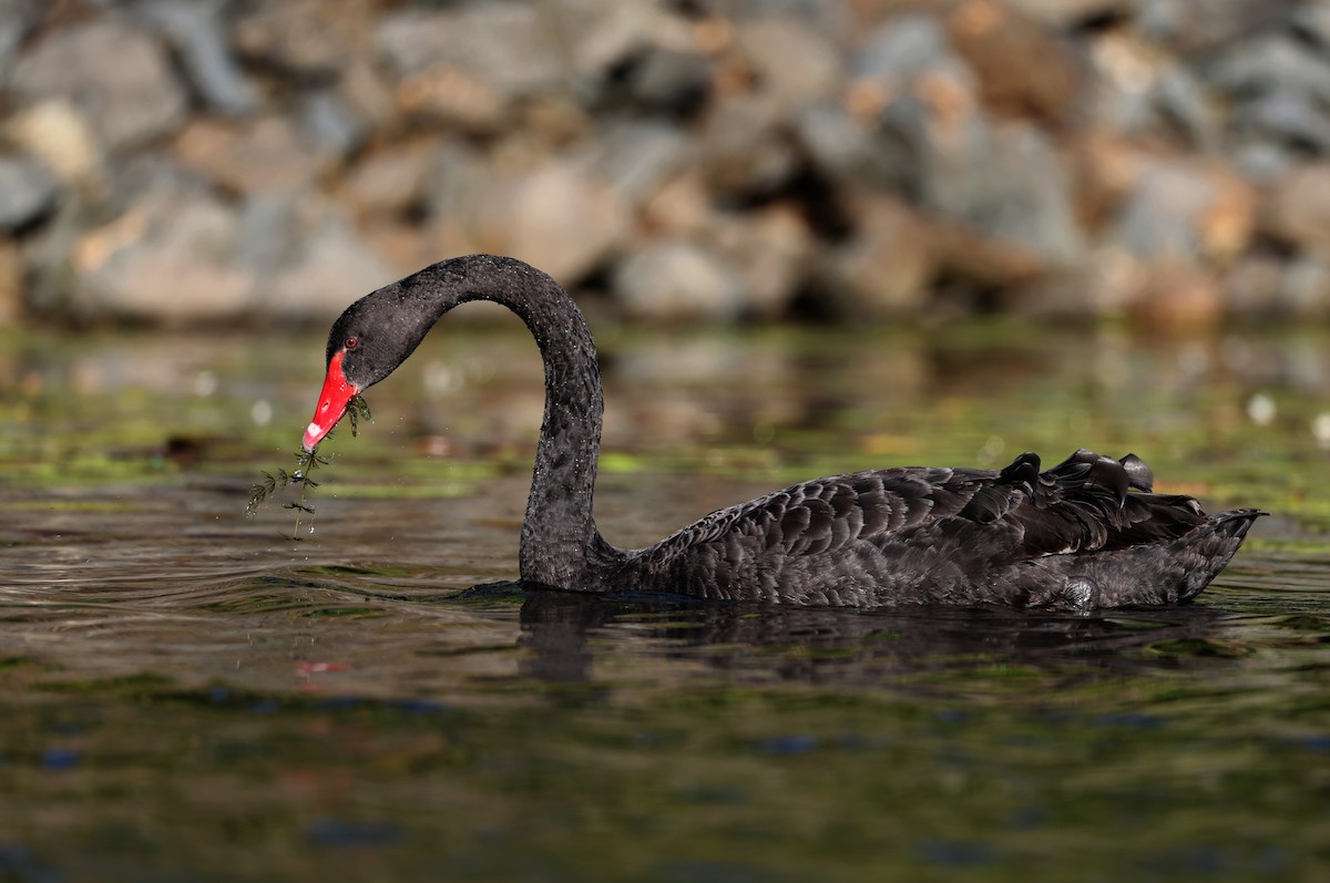 Black Swan - Andy Gee