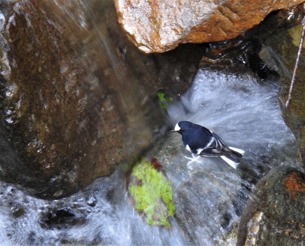 Little Forktail - ML425058671