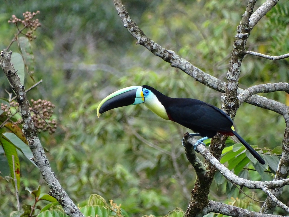 Channel-billed Toucan - Bernardo José Jiménez Mejía