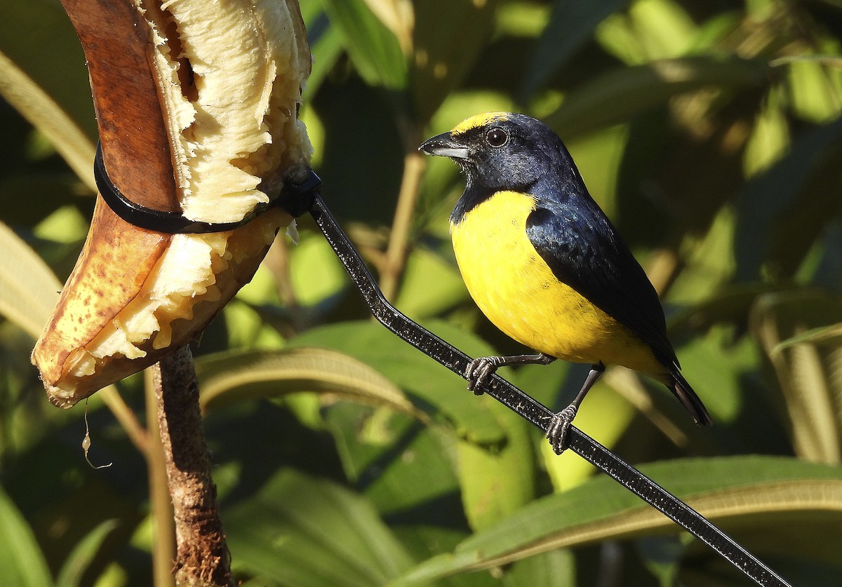 Spot-crowned Euphonia - Alfonso Rodrigo