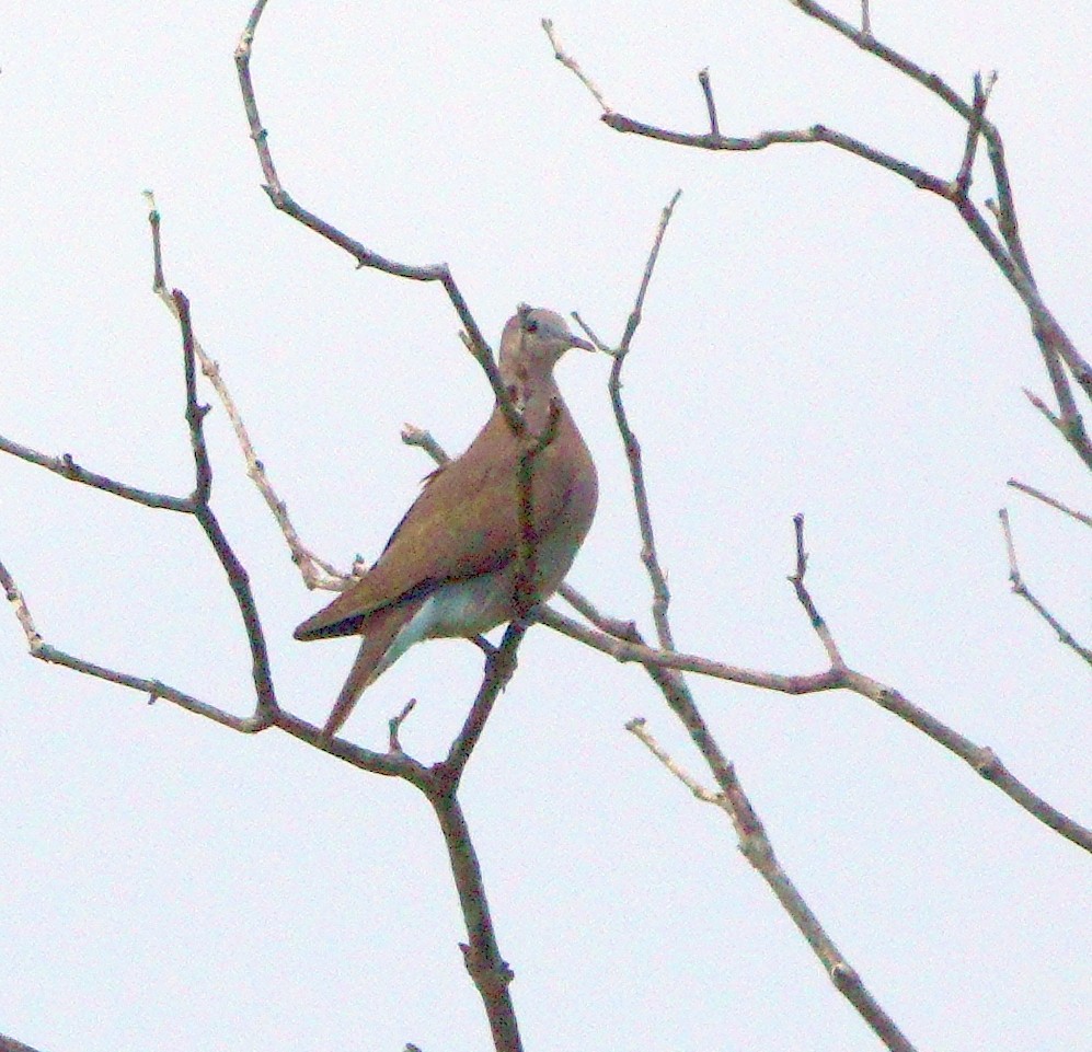 Philippine Collared-Dove - ML425059581