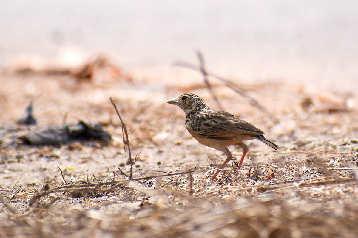 Jerdon's Bushlark - ML425060061