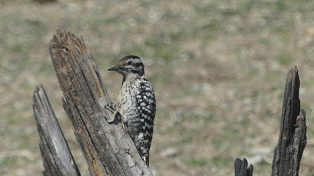 Ladder-backed Woodpecker - ML425060671