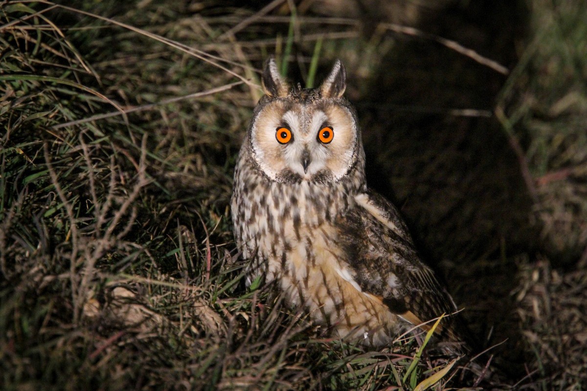 Hibou moyen-duc - ML425062101