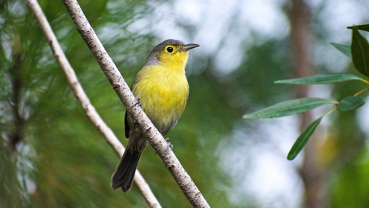 Oriente Warbler - ML425062451