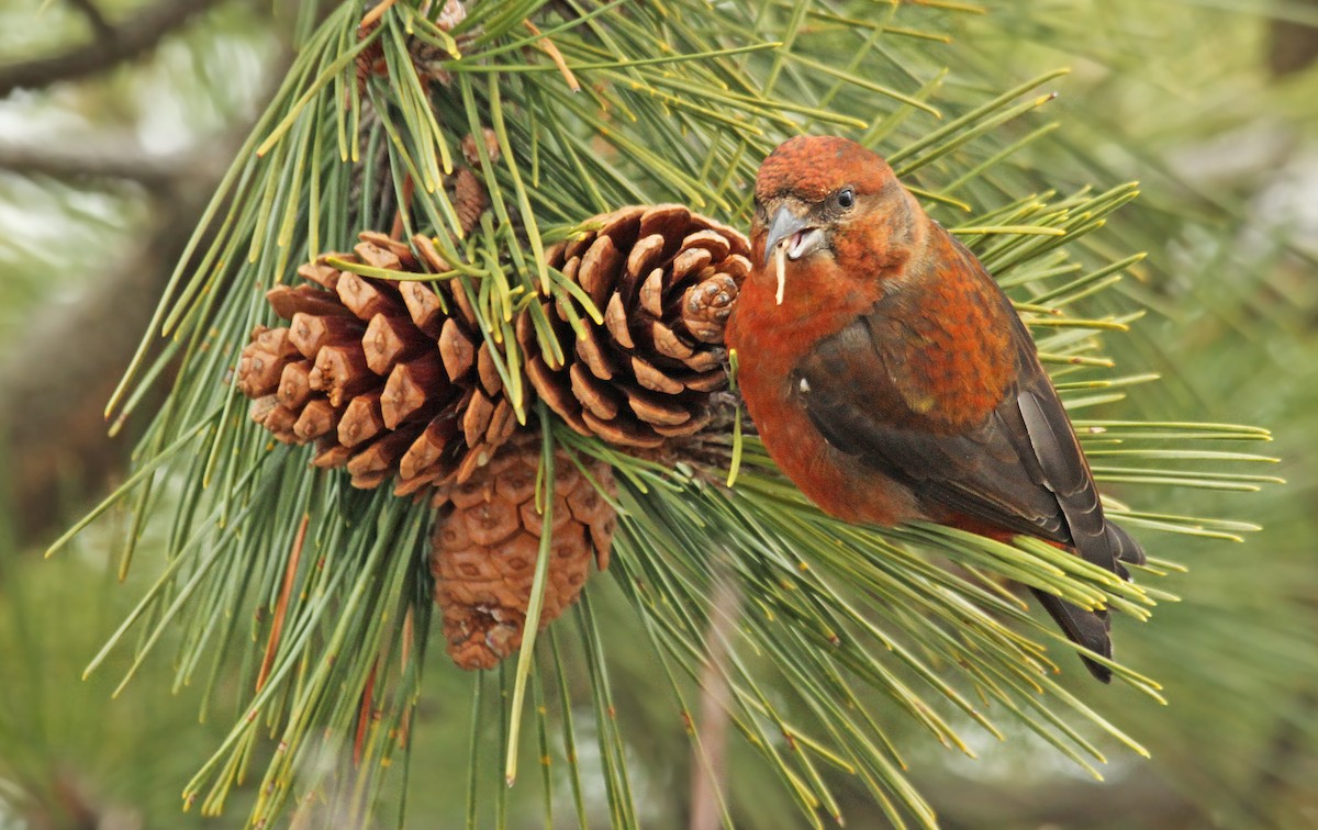 Red Crossbill - Ryan Schain