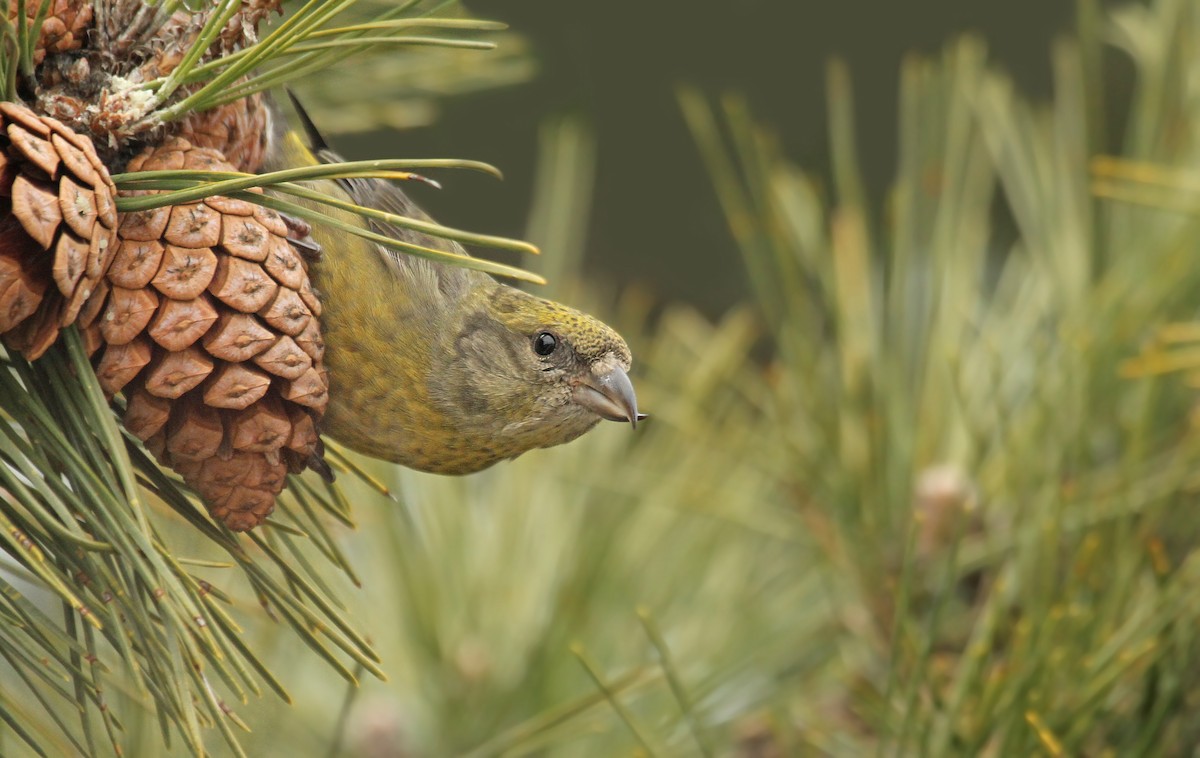 Red Crossbill - Ryan Schain