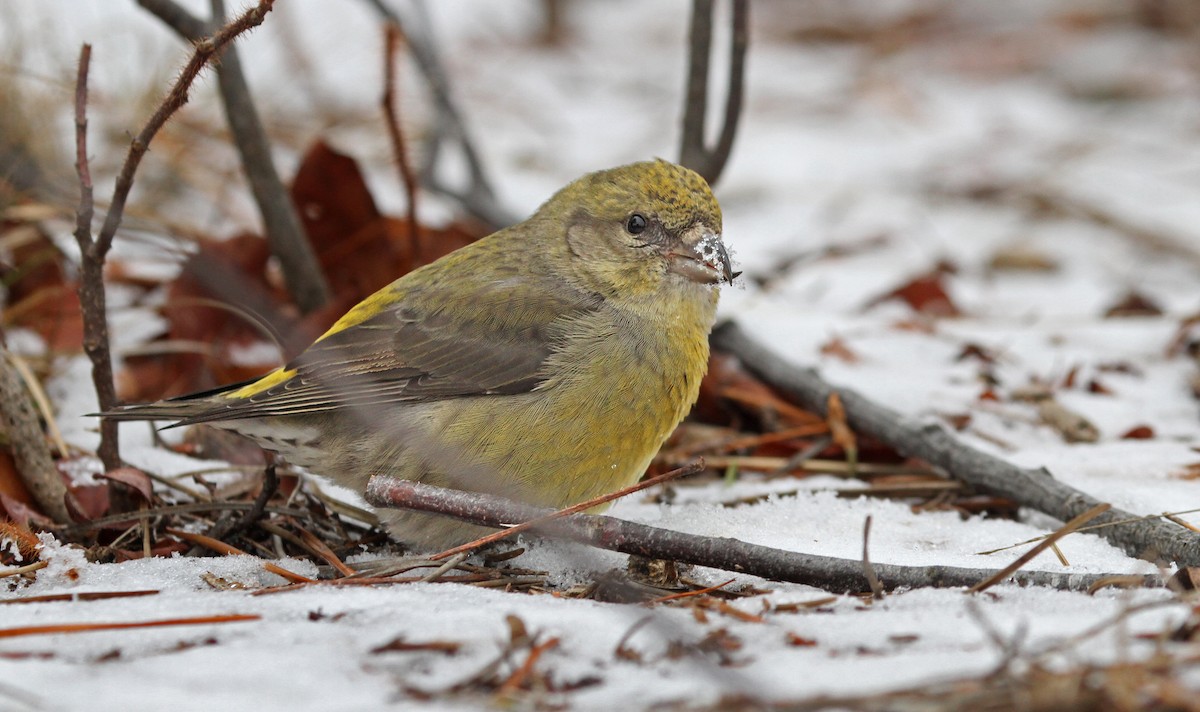 Red Crossbill - Ryan Schain