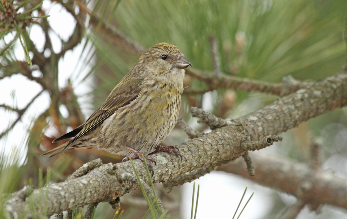 Red Crossbill - ML42506561