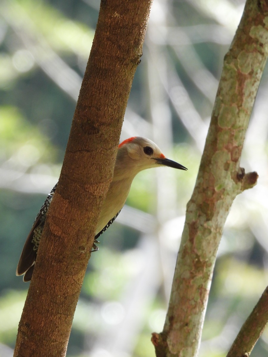Golden-fronted Woodpecker - ML425066271