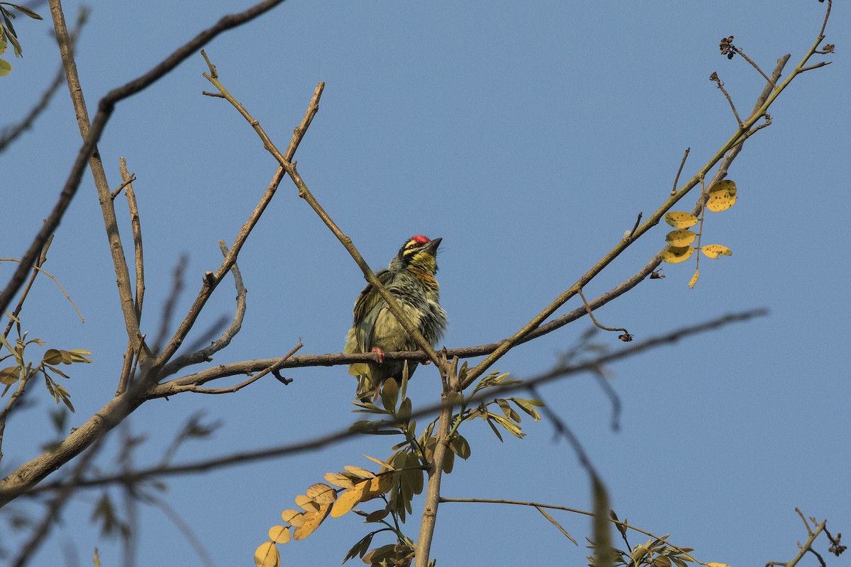 Coppersmith Barbet - Nazes Afroz