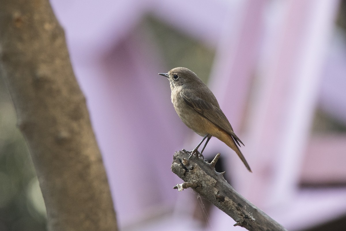 Black Redstart - ML425067301