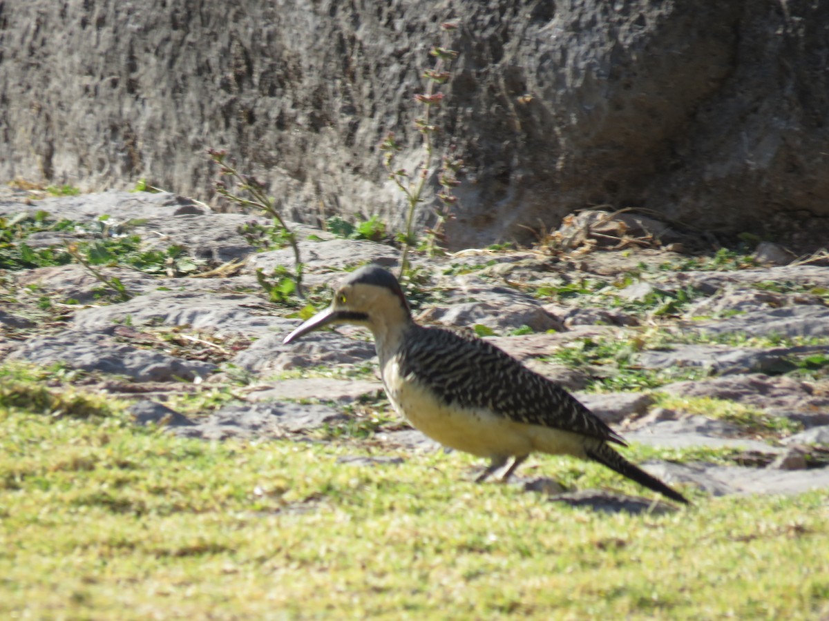 Andean Flicker - ML42506881