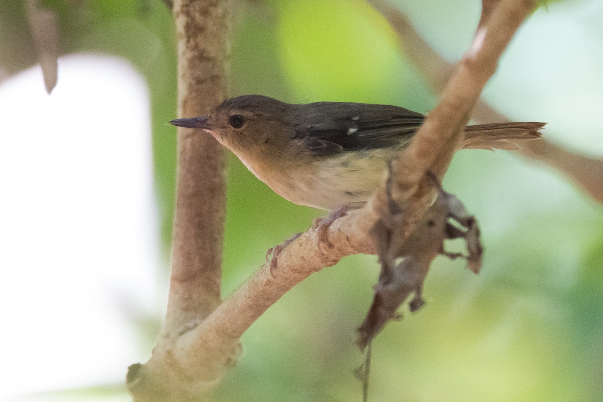 Tropical Scrubwren - County Lister Brendan