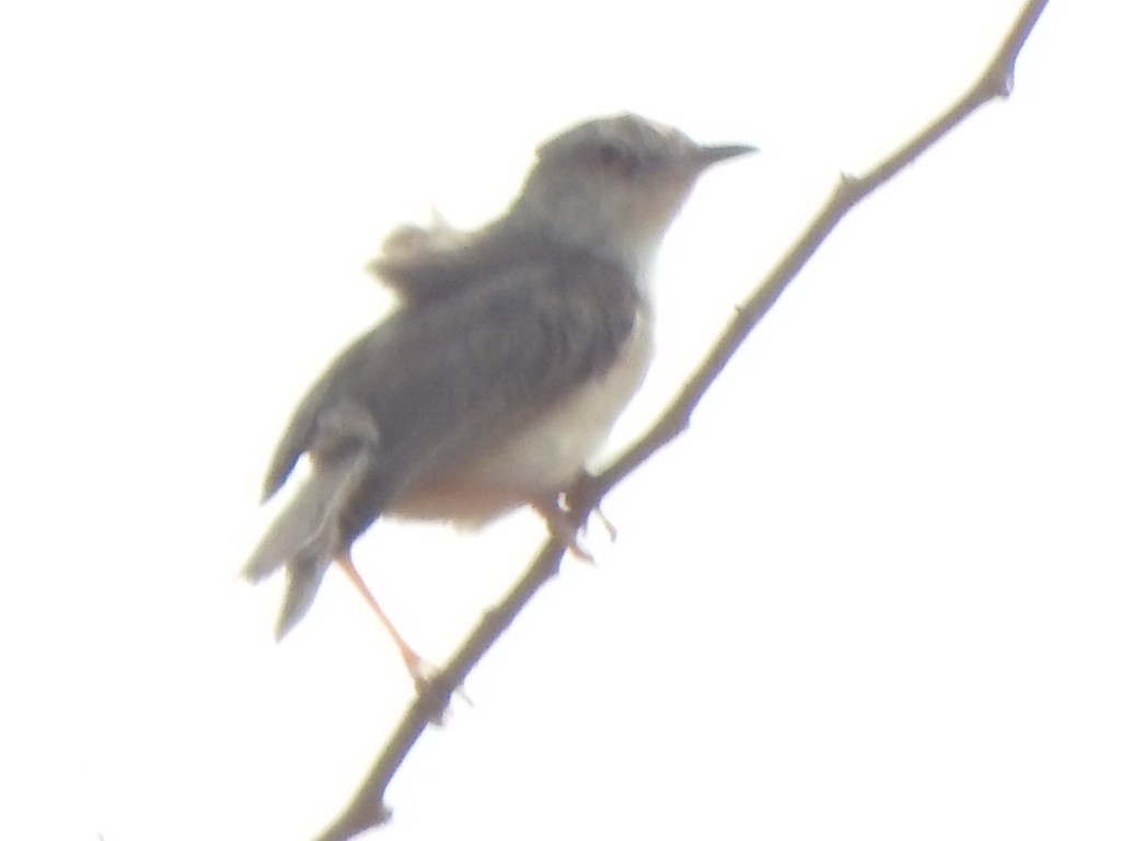 Lesser Whitethroat - ML425070561