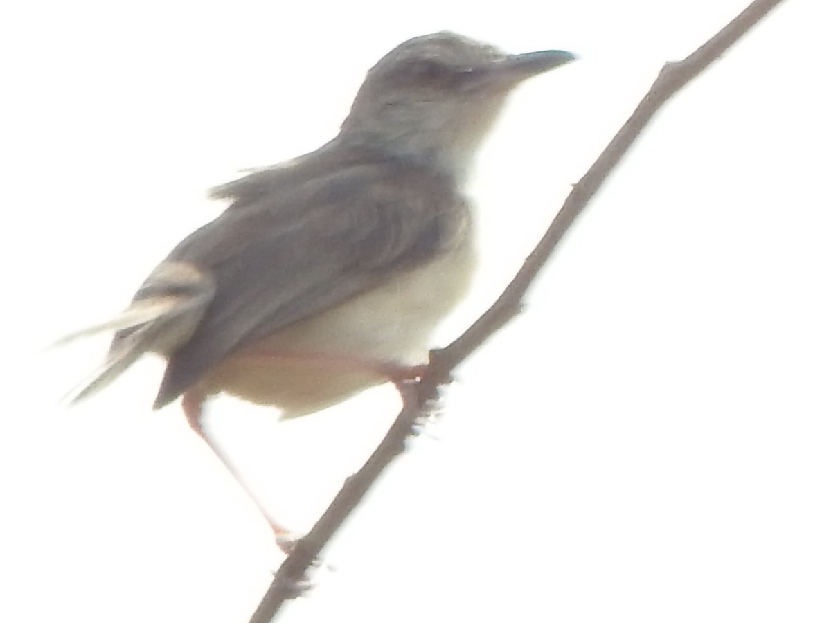 Lesser Whitethroat - ML425070581