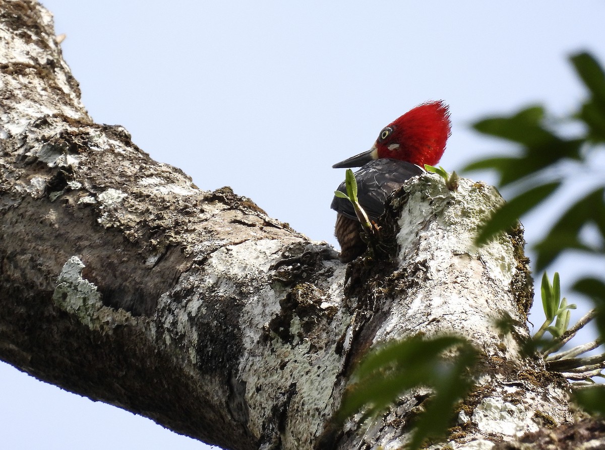 Crimson-crested Woodpecker - ML425072361