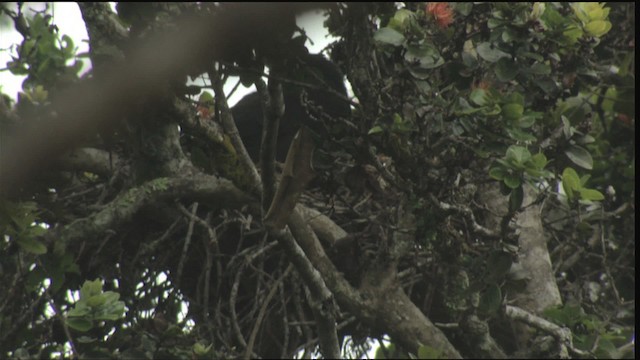 Hawaiian Crow - ML425073