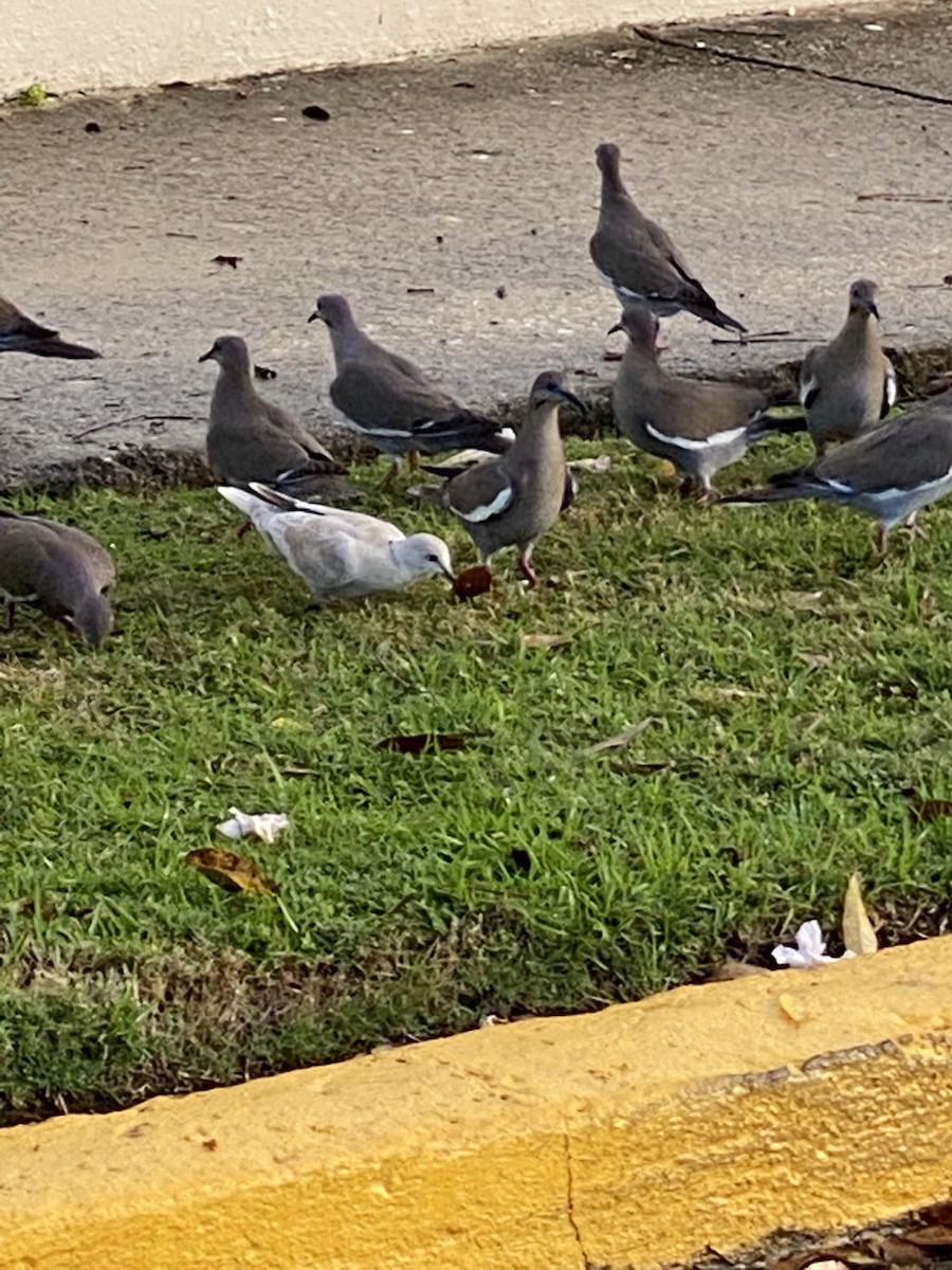 White-winged Dove - ML425073321