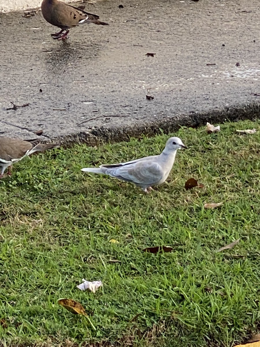 White-winged Dove - ML425073331