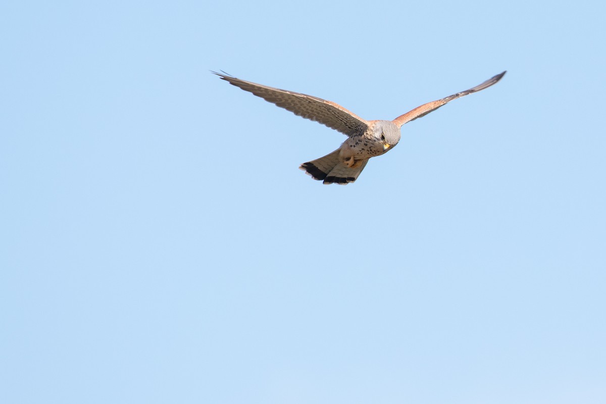 Eurasian Kestrel - ML425074051