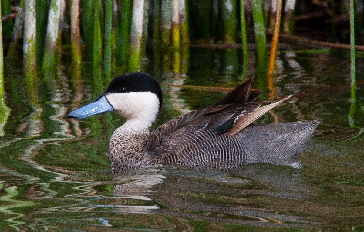 Puna Teal - Chris Jones