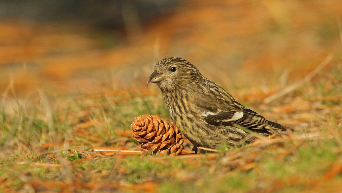 White-winged Crossbill - Ryan Schain