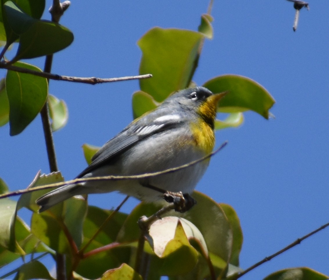 Northern Parula - ML425076541