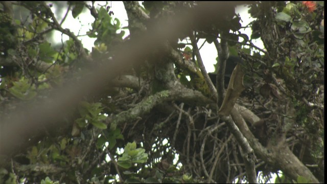 Hawaiian Crow - ML425077