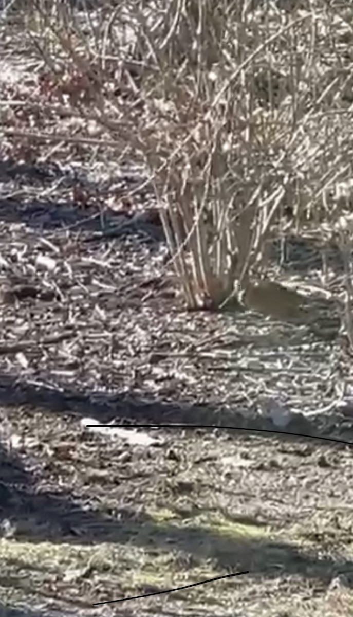 American Woodcock - ML425078331