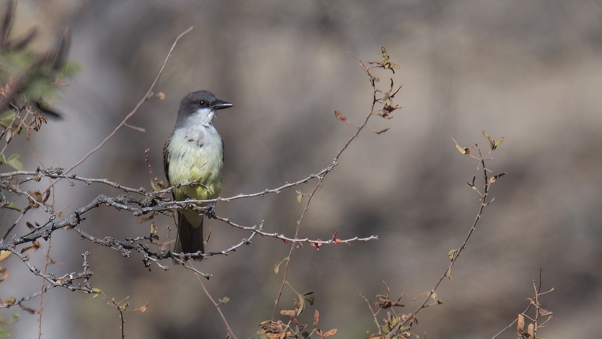 Thick-billed Kingbird - ML425079181